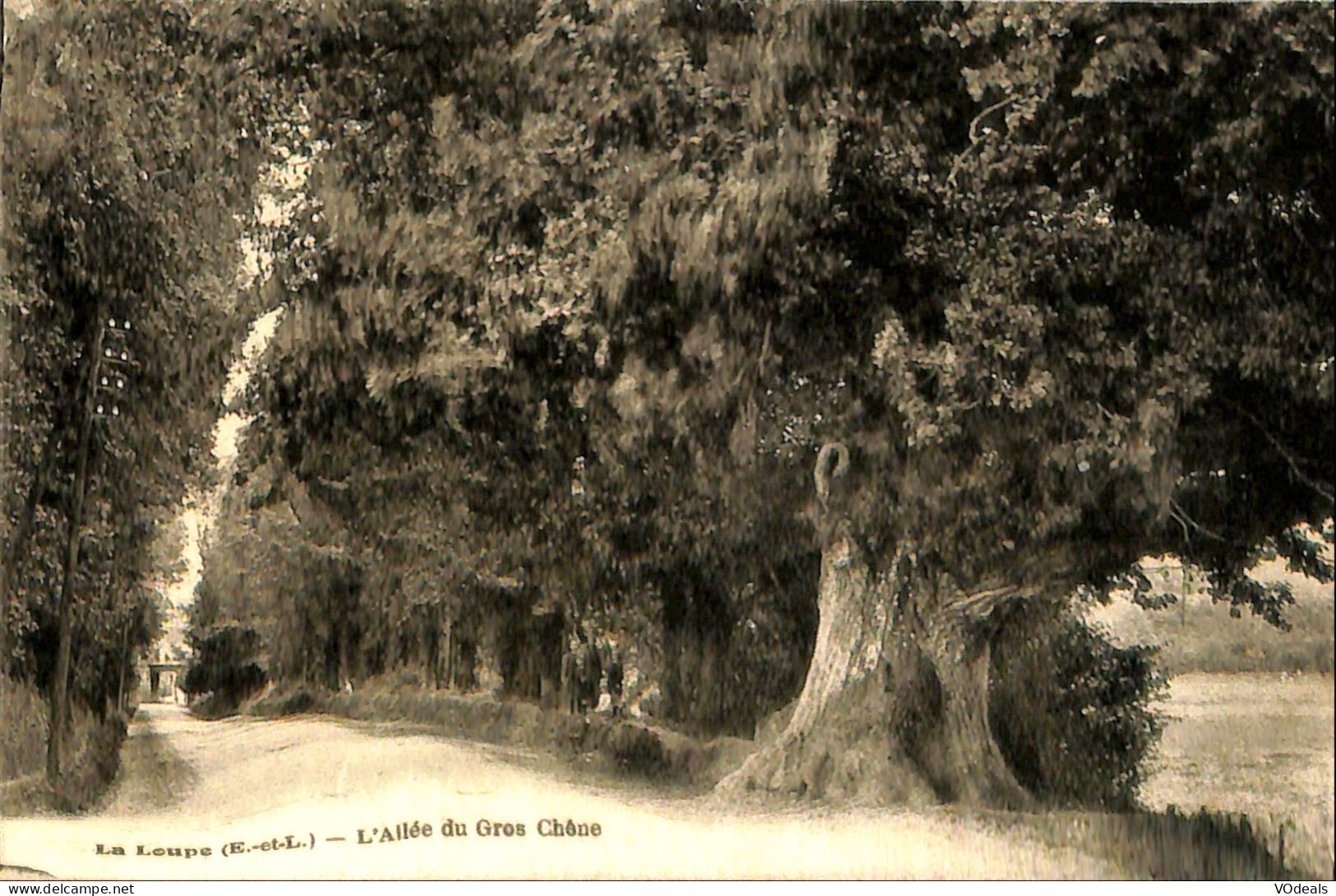 France (28) Eure Et Loire - La Loupe - L'Allée Du Gros Chêne - La Loupe