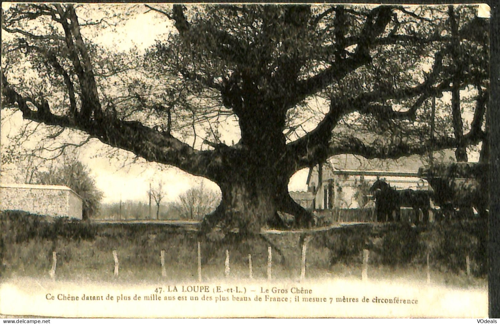 France (28) Eure Et Loire - La Loupe - Le Gros Chêne - La Loupe