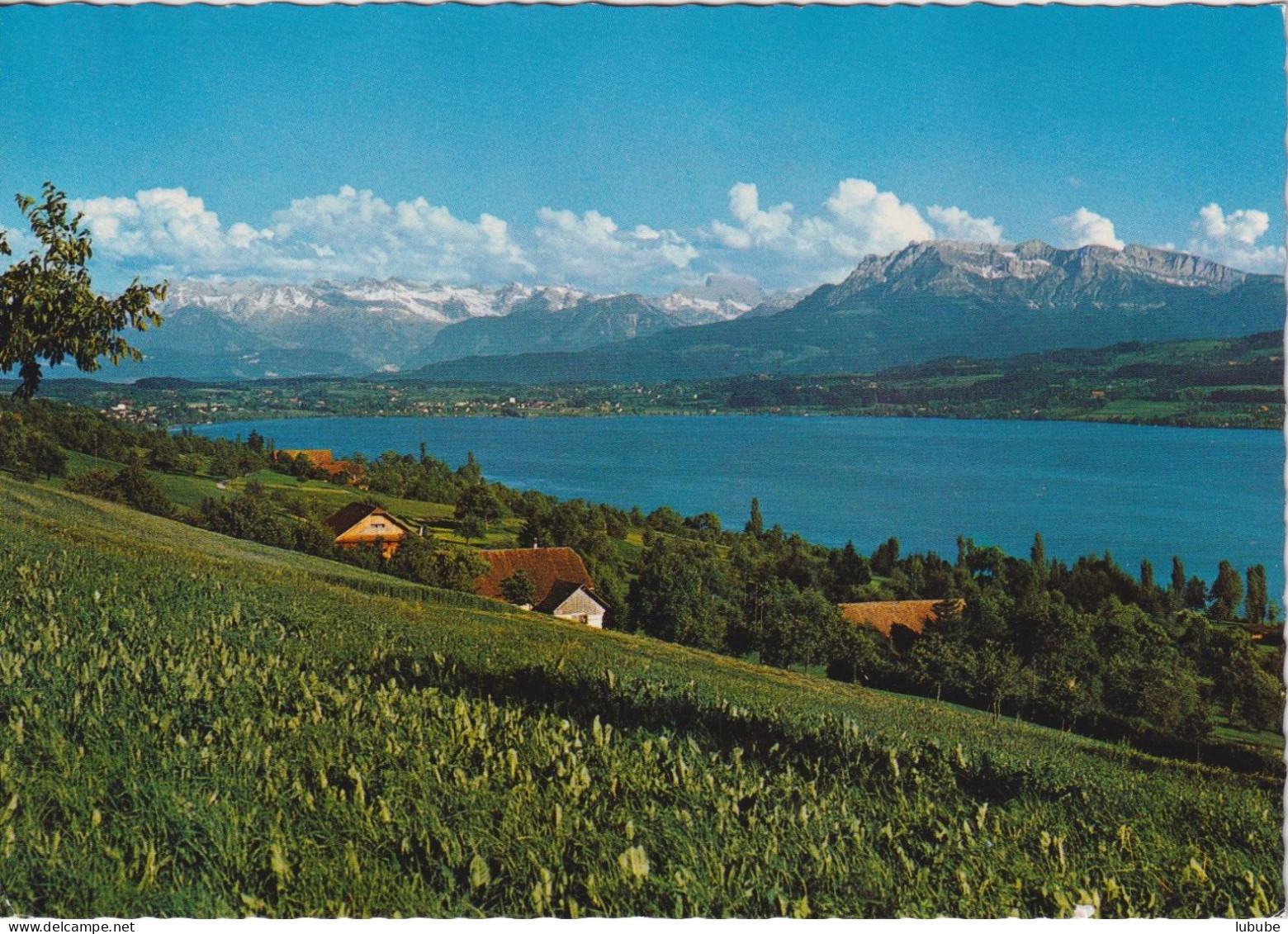 Sempachersee - Blick Gegen Die Alpen       1972 - Sempach