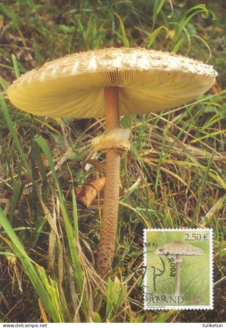 Mushroom - Champignon - Paddestoel - Pilz - Fungo - Cogumelo - Seta - Maxicard - Maximum Card - Mushrooms