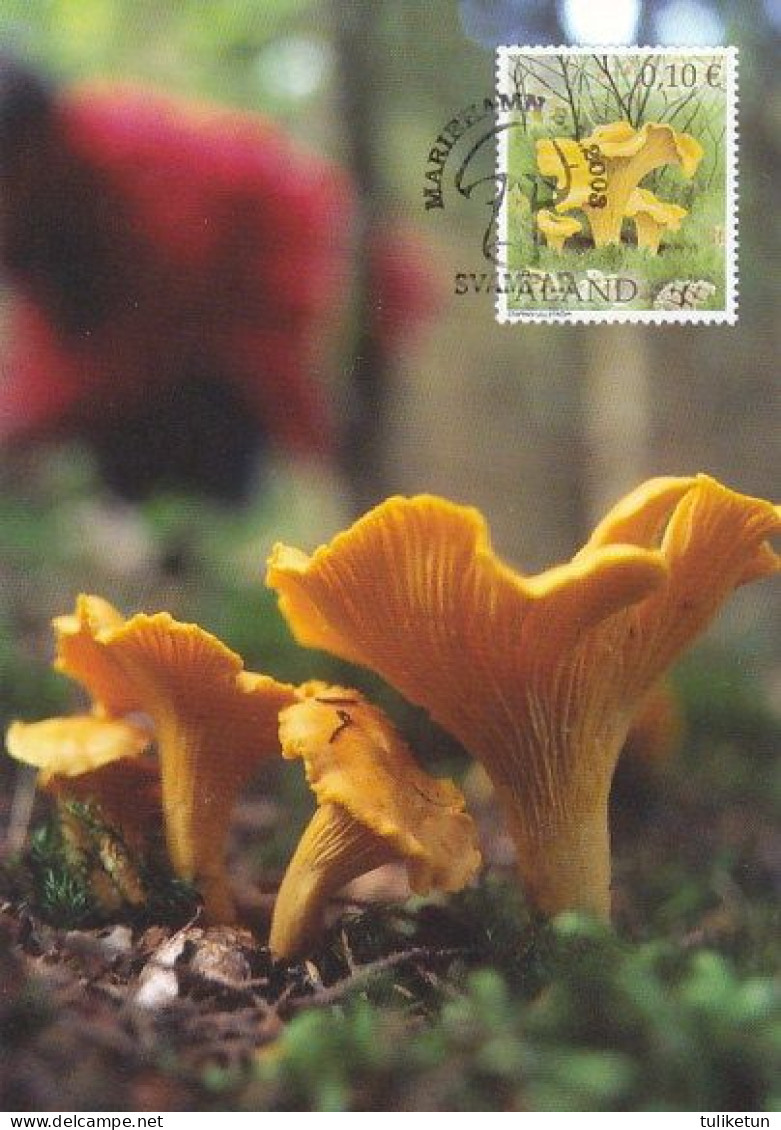 Mushroom - Champignon - Paddestoel - Pilz - Fungo - Cogumelo - Seta - Maxicard - Maximum Card - Paddestoelen