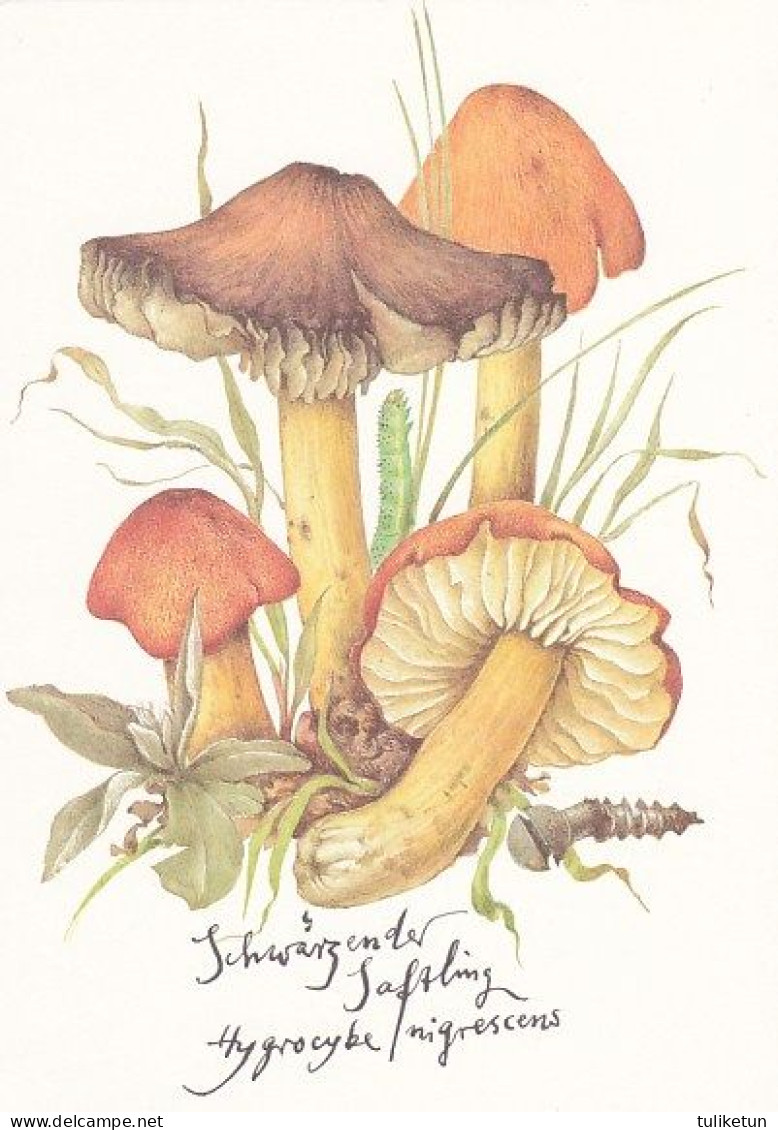 Mushroom - Champignon - Paddestoel - Pilz - Fungo - Cogumelo - Seta - Mushrooms