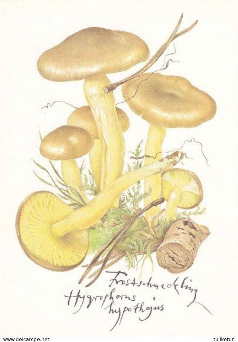 Mushroom - Champignon - Paddestoel - Pilz - Fungo - Cogumelo - Seta - Pilze