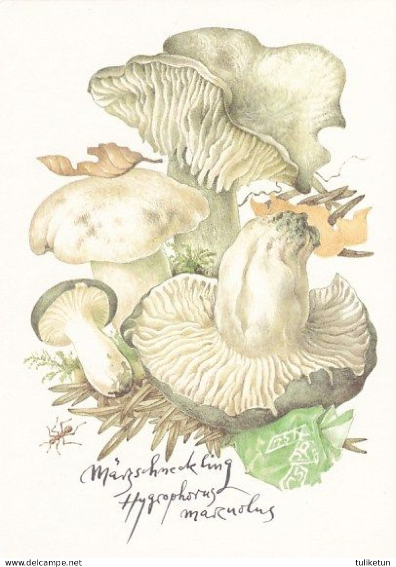 Mushroom - Champignon - Paddestoel - Pilz - Fungo - Cogumelo - Seta - Paddestoelen