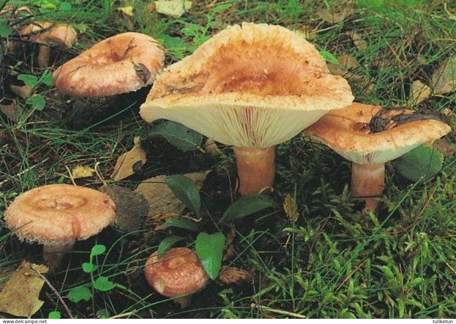 Mushroom - Champignon - Paddestoel - Pilz - Fungo - Cogumelo - Seta - Karvarousku - Lactarius Torminosus - Champignons