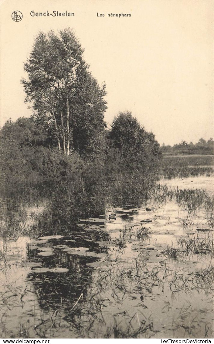 BELGIQUE - Genck - Vue Sur Les Nénuphars - Carte Postale Ancienne - Genk