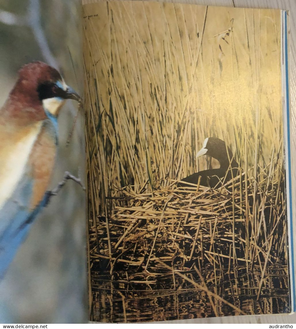 livre STELLA ET LES OISEAUX DU MARAIS - éditions G.P rouge et or 1976 - photographies Yves Griosel