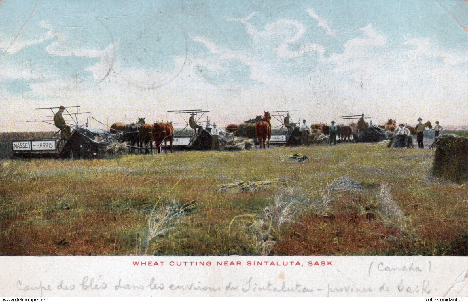 WHEAT CUTTING NEAR SINTALUTA - SASK - TAGLIO DEL GRANO PRESSO SINTALUTA - SASK - CARTOLINA FP SPEDITA NEL 1906 - Saskatoon