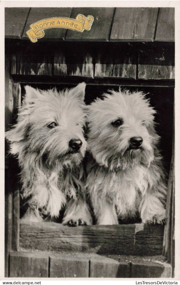 ANIMAUX & FAUNE - Chiens - Bichons - Carte Postale Ancienne - Chiens