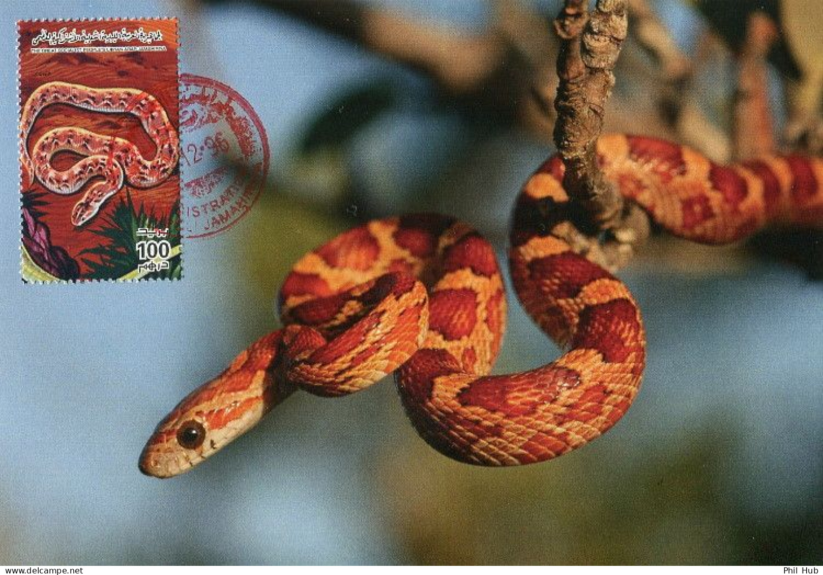 LIBYA 1996 Reptiles Snakes "Elaphe Guttata" (maximum-card) #10 - Serpents