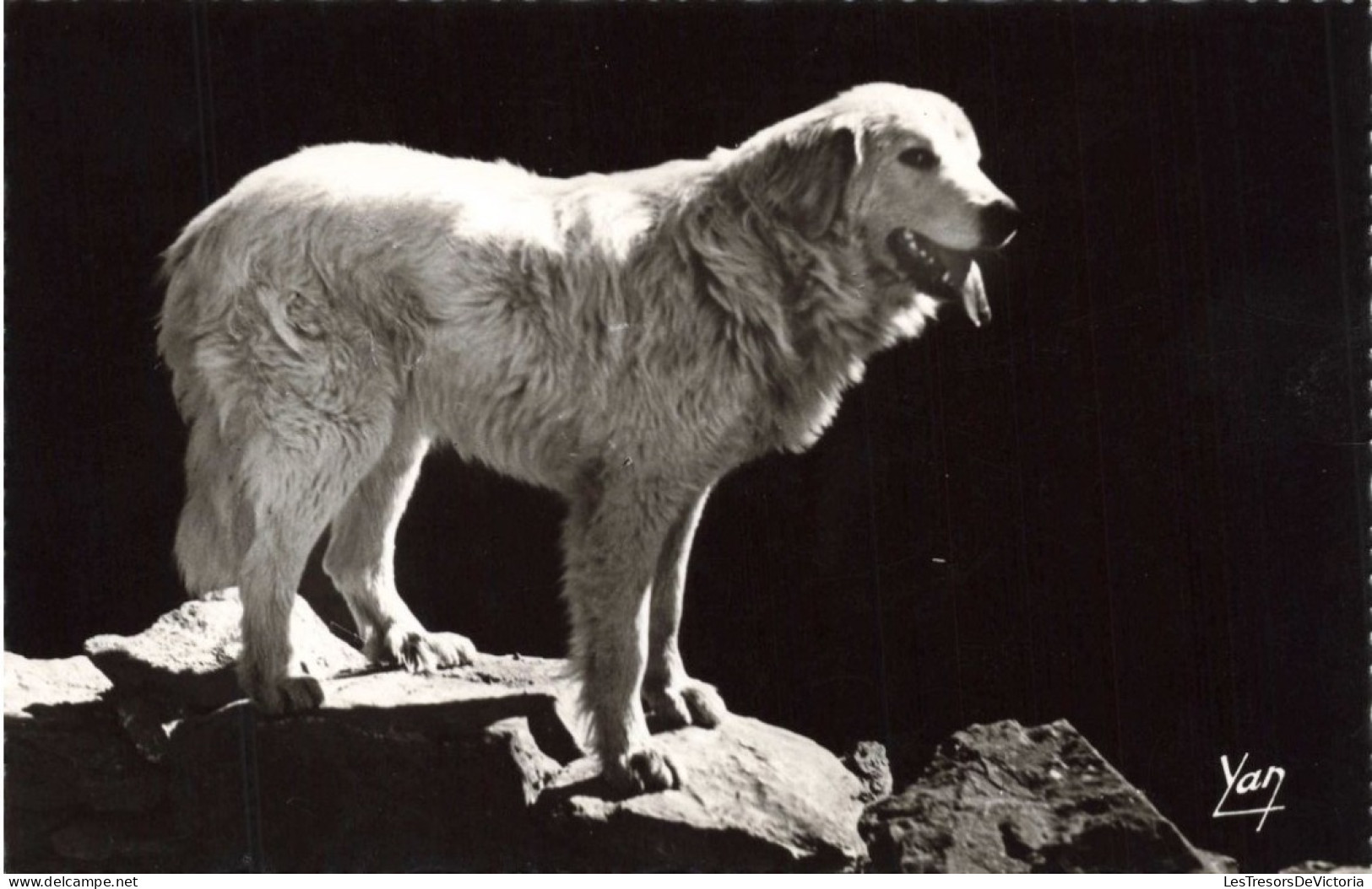 ANIMAUX & FAUNE - Chien - Chien Des Pyrénées - Carte Postale Ancienne - Chiens