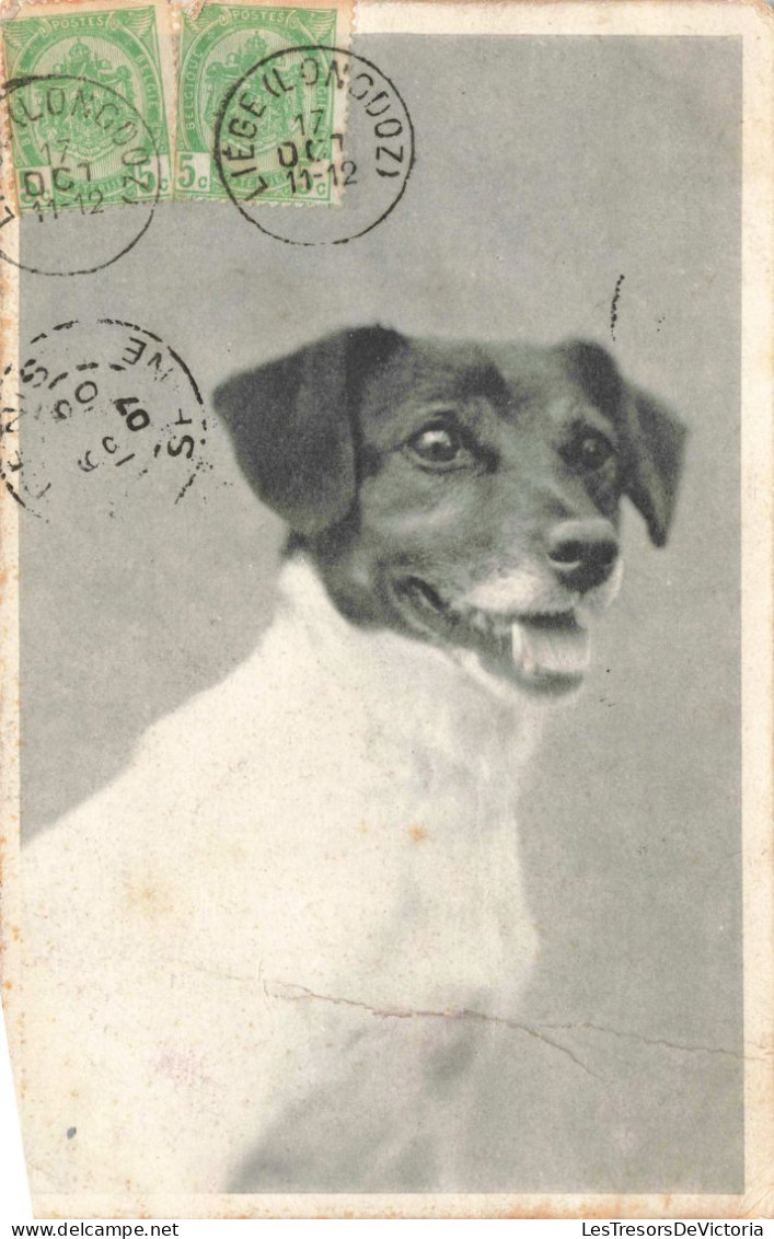 ANIMAUX & FAUNE - Chien - Jack Russell Terrier - Carte Postale Ancienne - Chiens