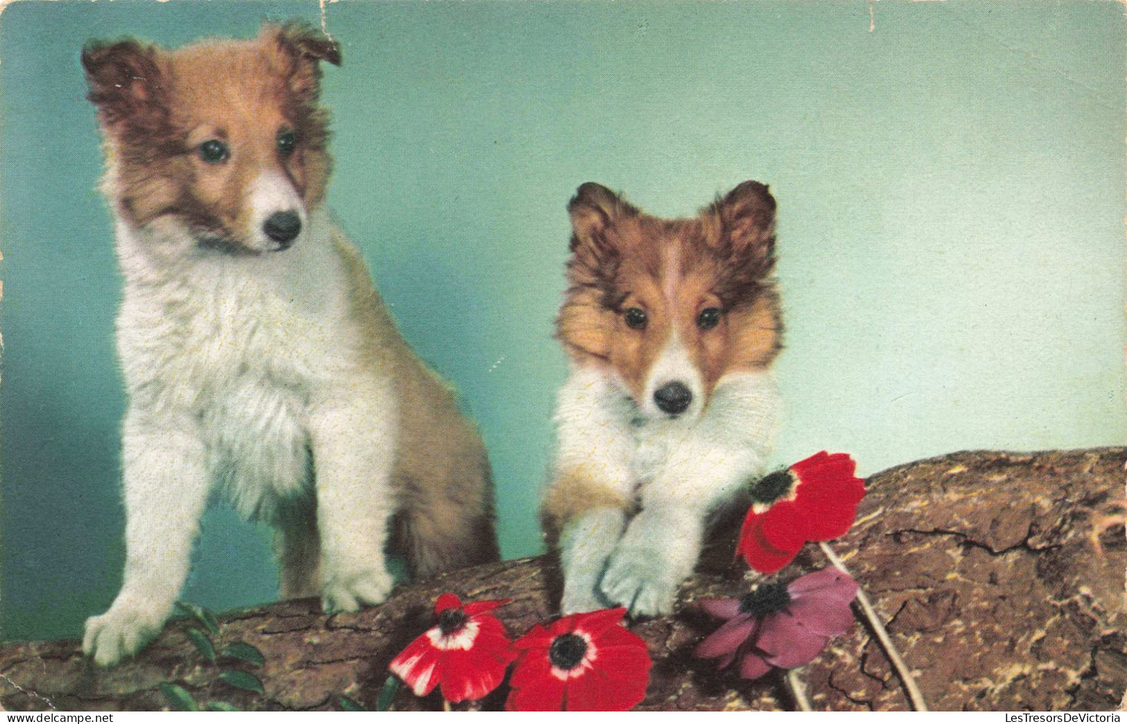 ANIMAUX & FAUNE - Chien - Fleurs - Carte Postale Ancienne - Chiens