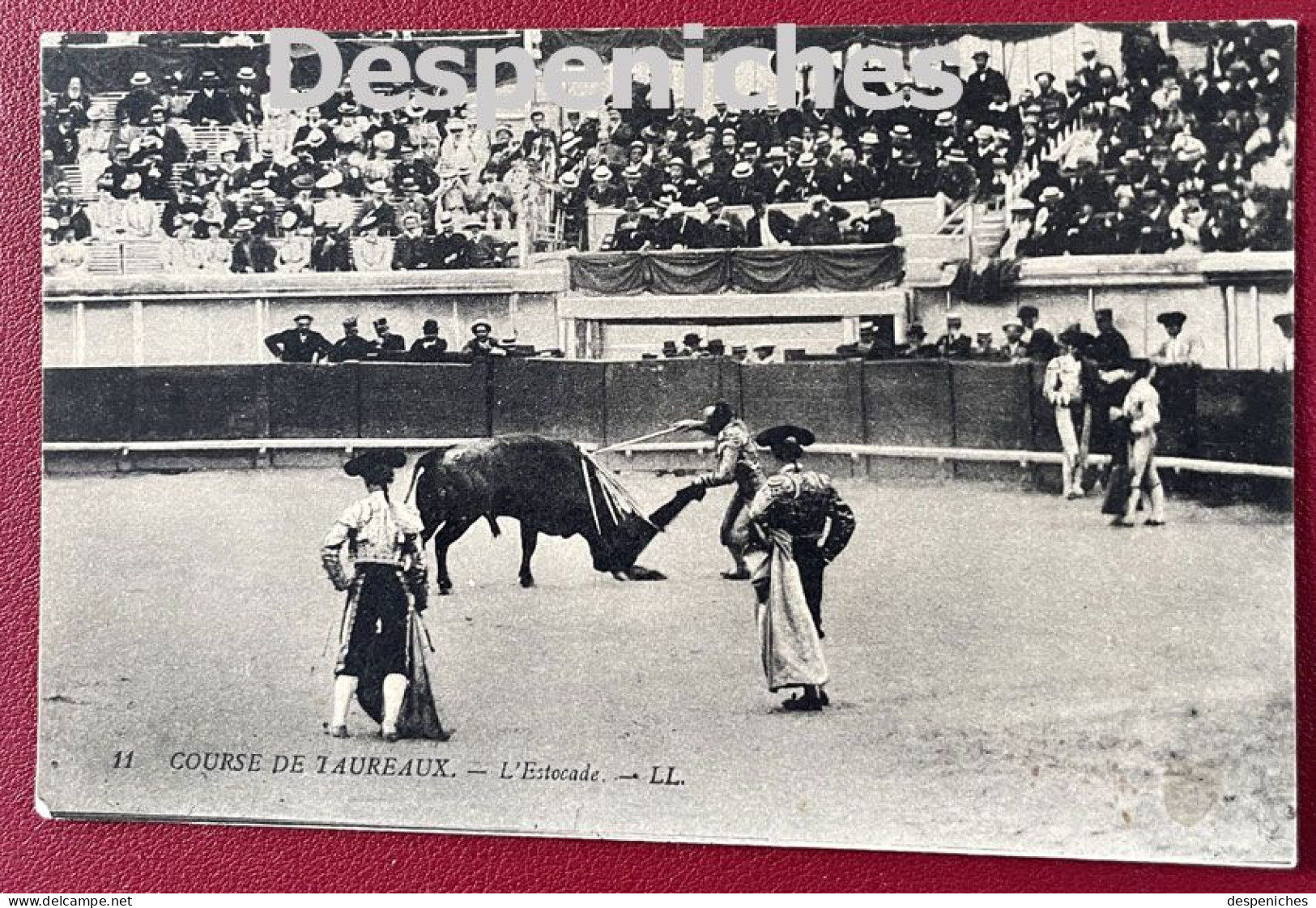 Course De Tauraux - L'estocade - Tauromachie - Taureaux