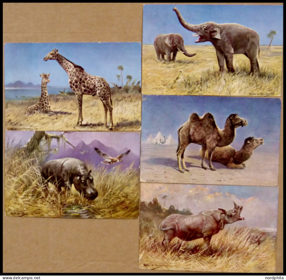 ALTE POSTKARTEN - VARIA Wildtiere Aus Afrika, 5 Verschiedene Farbige Künstlerkarten, Sign.M Müller Jun. München 1906, Se - Andere & Zonder Classificatie