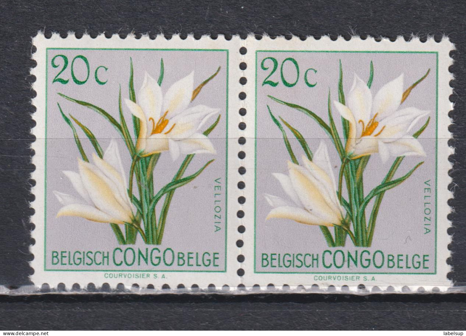 Paire De Timbres Neufs** Du Congo Belge De 1952 Fleurs MNH N° 304 - Ongebruikt