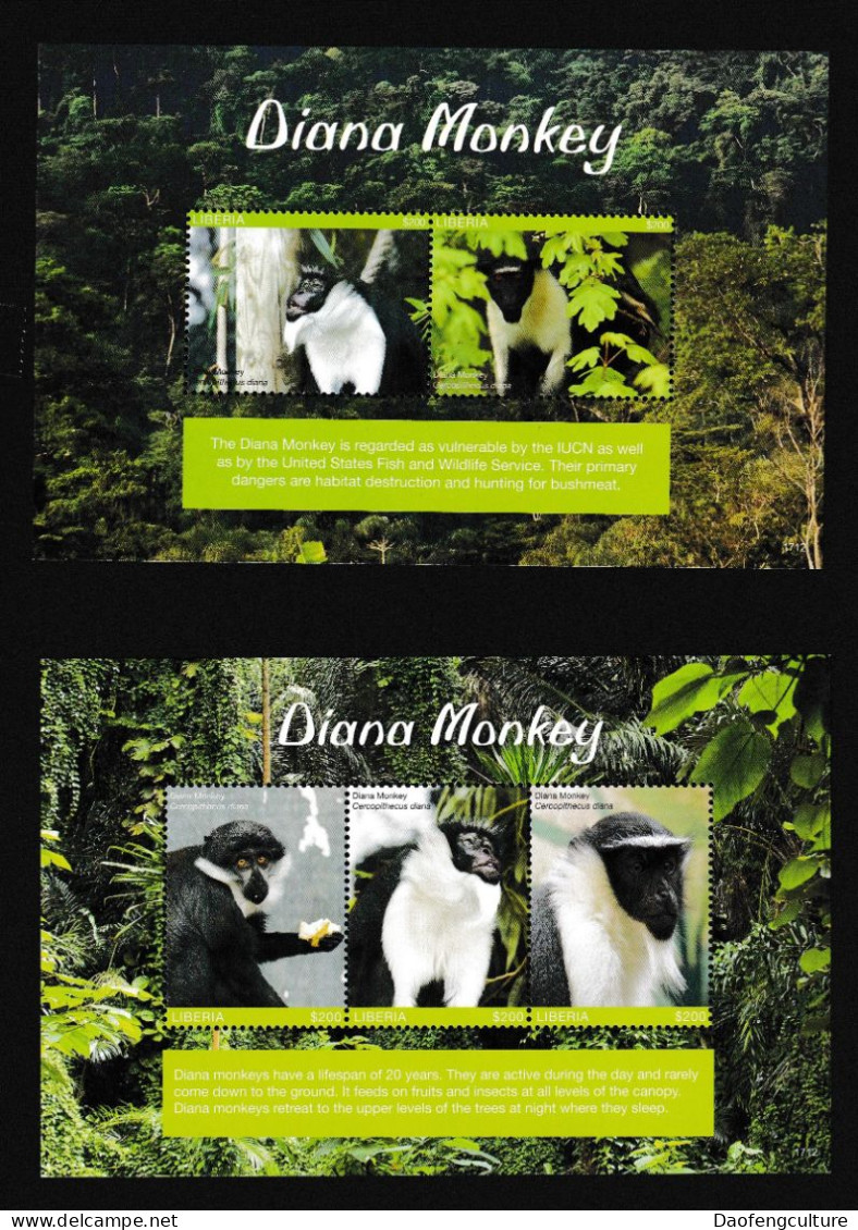 Liberia 2017 Diana Monkey - Liberia