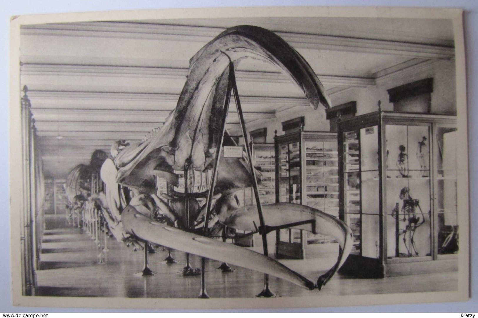 BELGIQUE - BRUXELLES - Musée Royal D'Histoire Naturelle - Le Crâne De La Baleine Franche - Musea