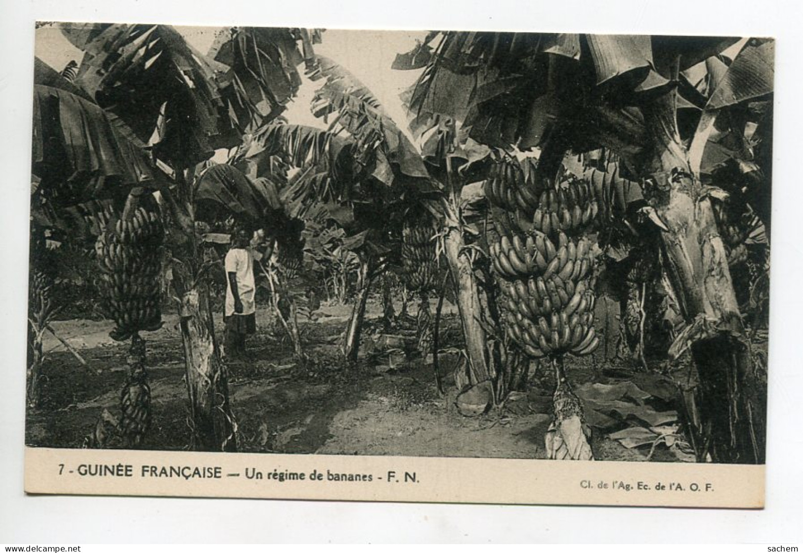 GUINEE FRancaise Femme Regimes De Bananes  1920     /D19 2021 - Guinée Française