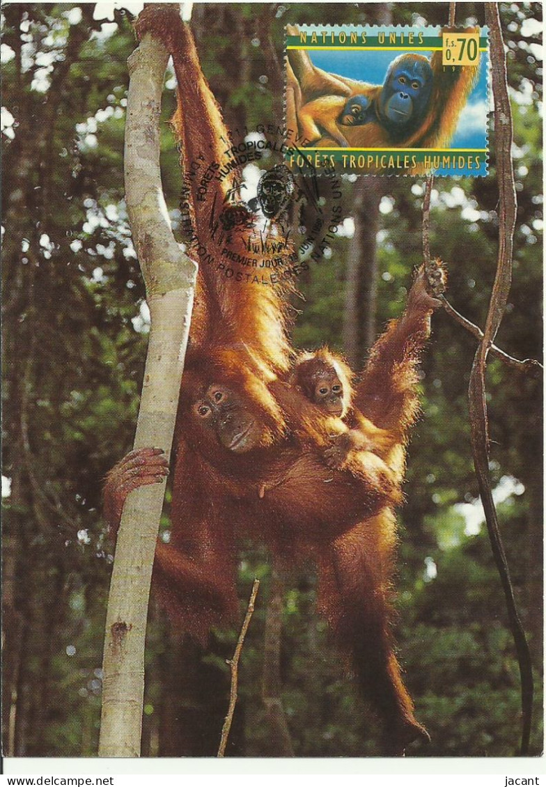 Carte Maximum - Nations Unies - Forets Tropicals - Orang-outan - Orangutan - Lettres & Documents