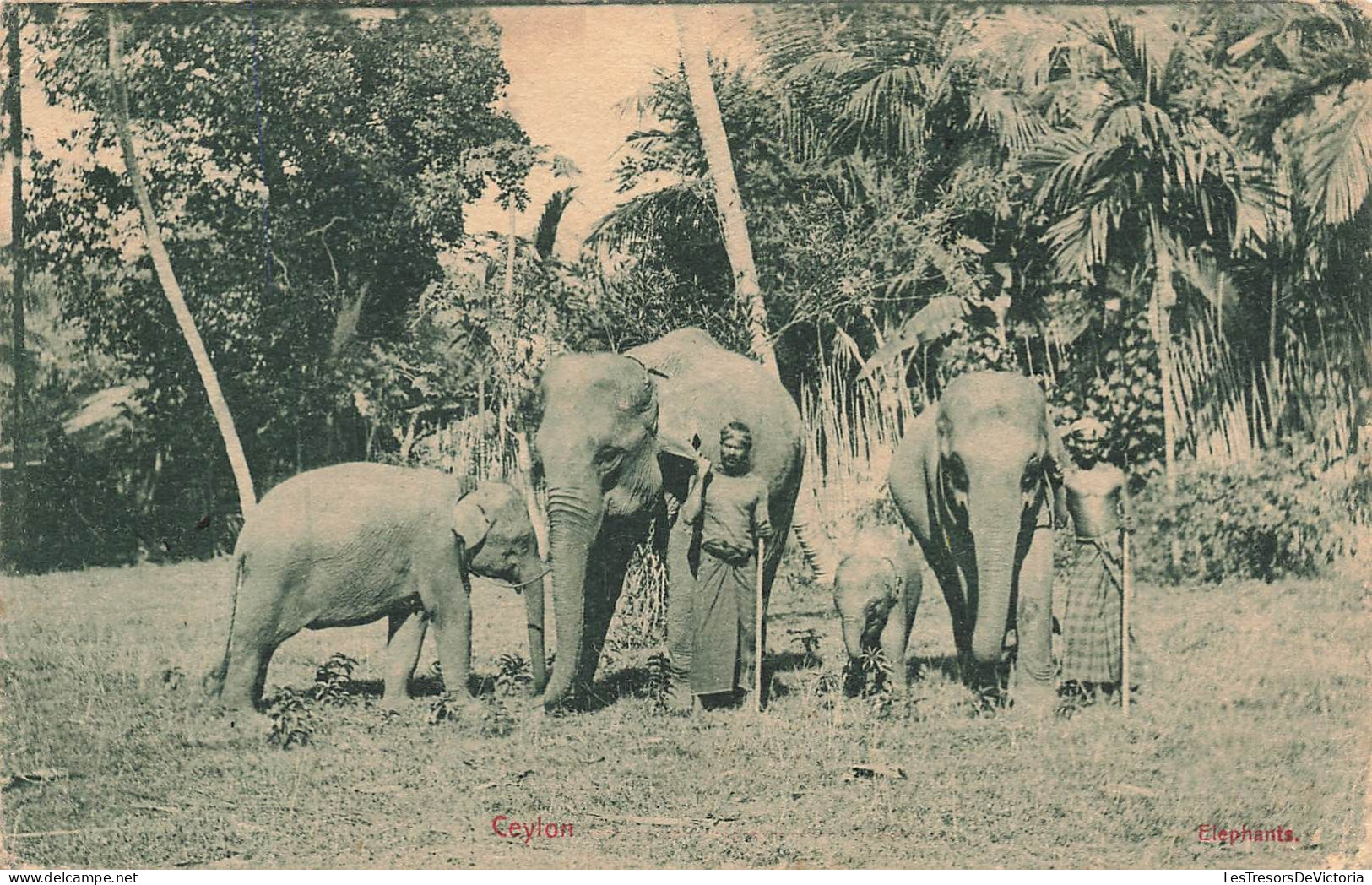 ANIMAUX - Ceyton - Eléphants - Carte Postale Ancienne - Elefantes