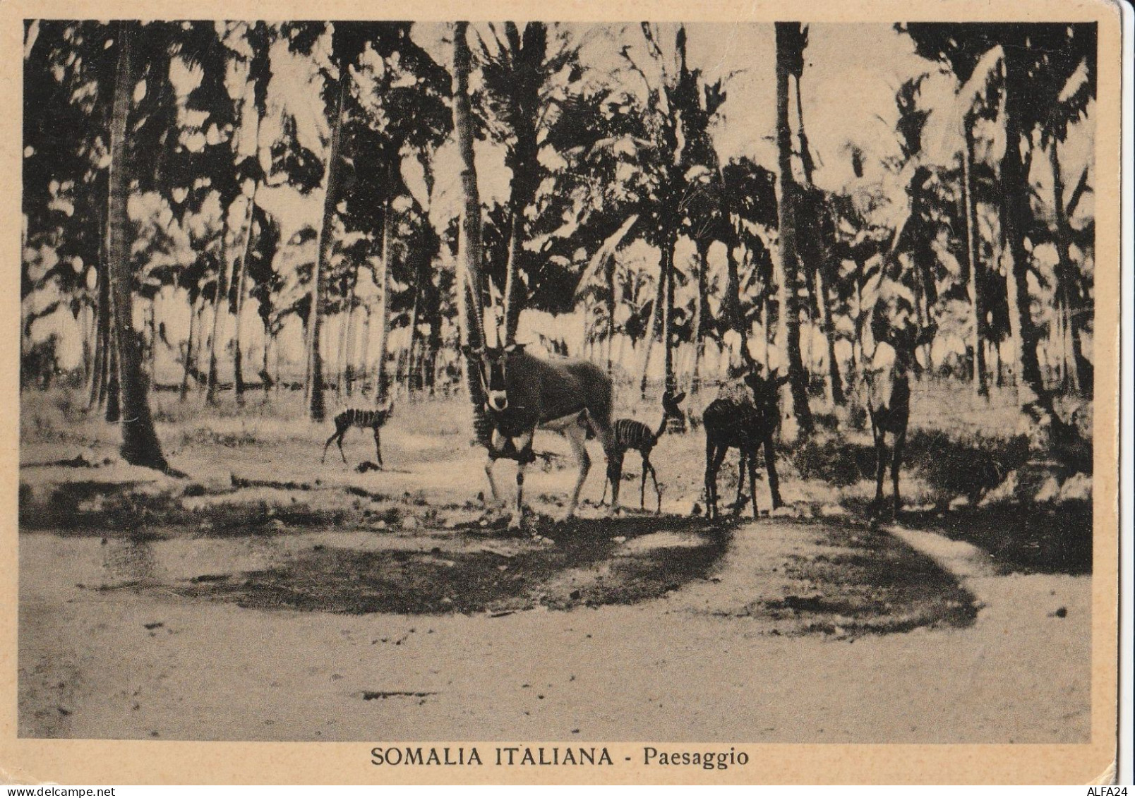 CARTOLINA SOMALIA ITALIANA COLONIE (RY8089 - Somalia