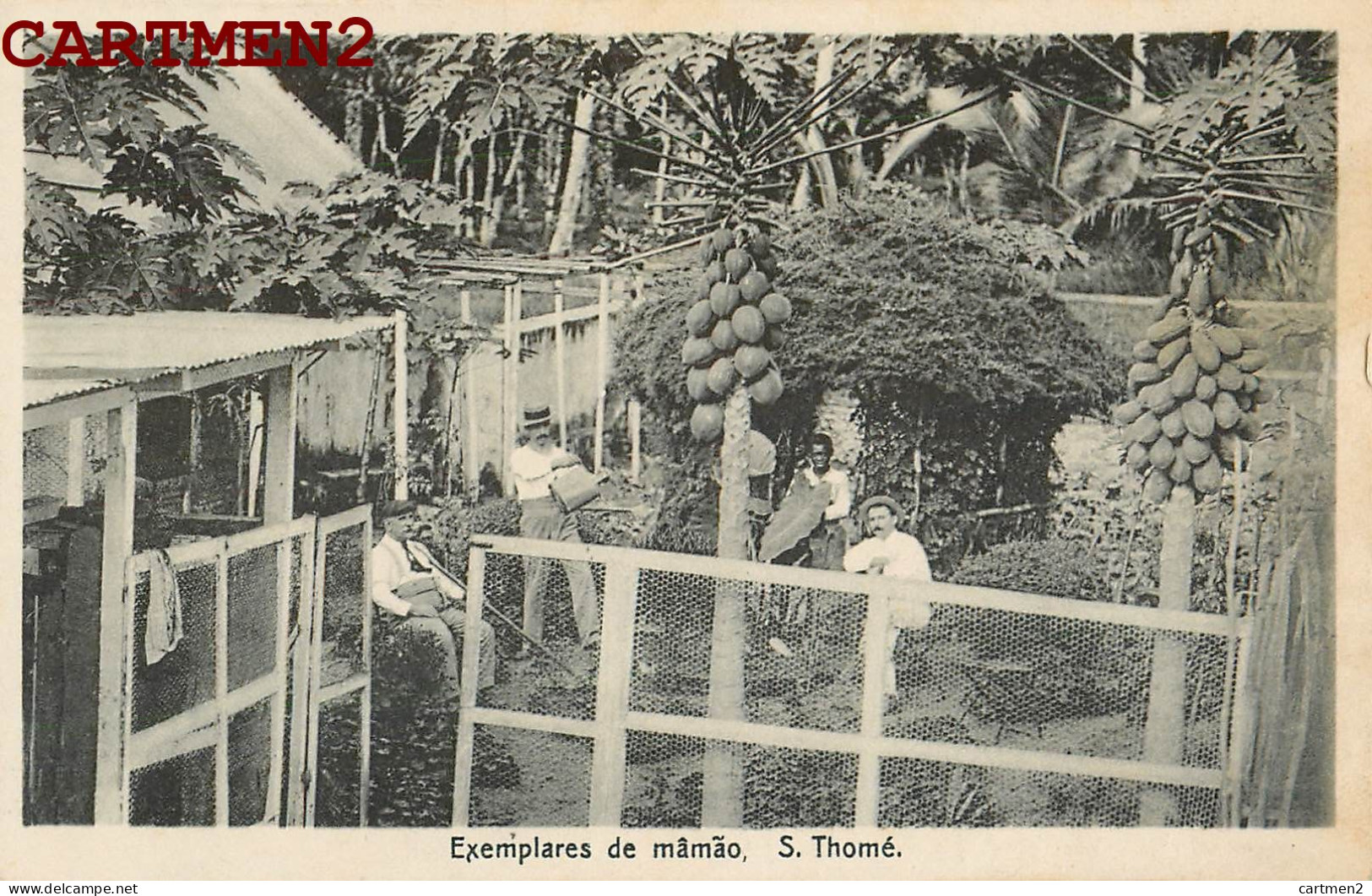 SAO TOME ET PRINCIPE EXEMPLARES DE MAMAO SAO THOME AFRICA PORTUGAL AFRIQUE - Sao Tome And Principe