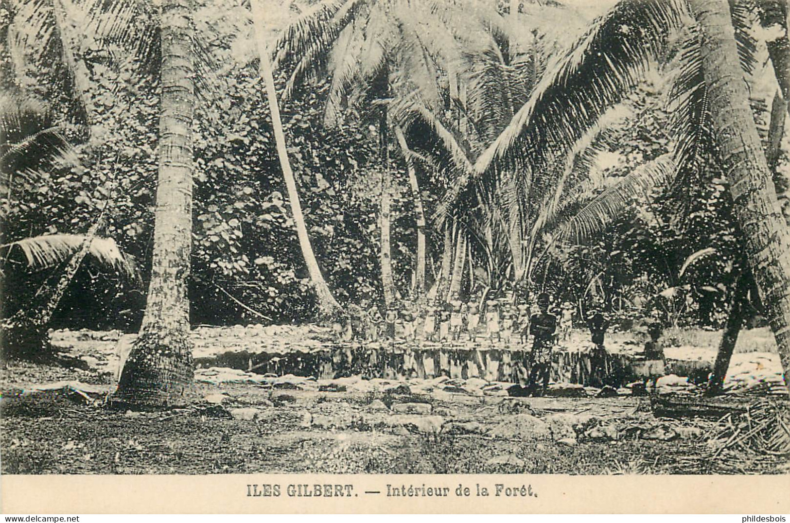 OCEANIE  ILES GILBERT   Interieur De La Foret - Kiribati