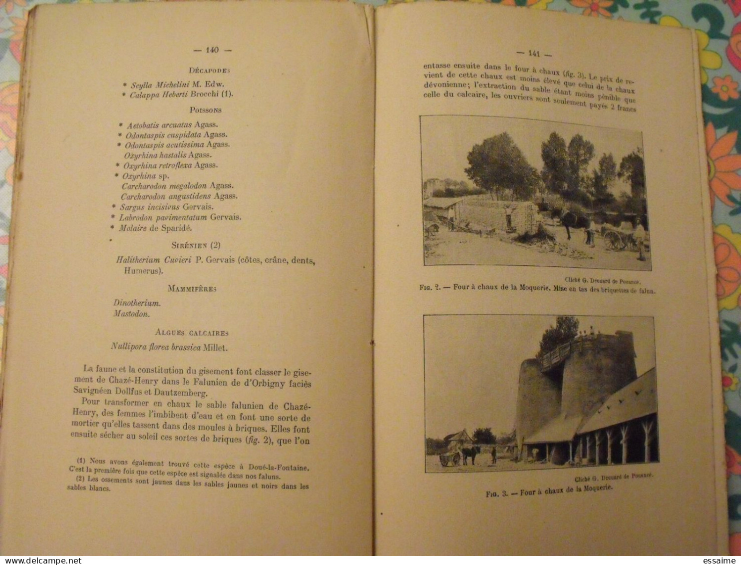 Bulletin De La Société D'études Scientifiques D'Angers. 1911. Grassin. - Pays De Loire