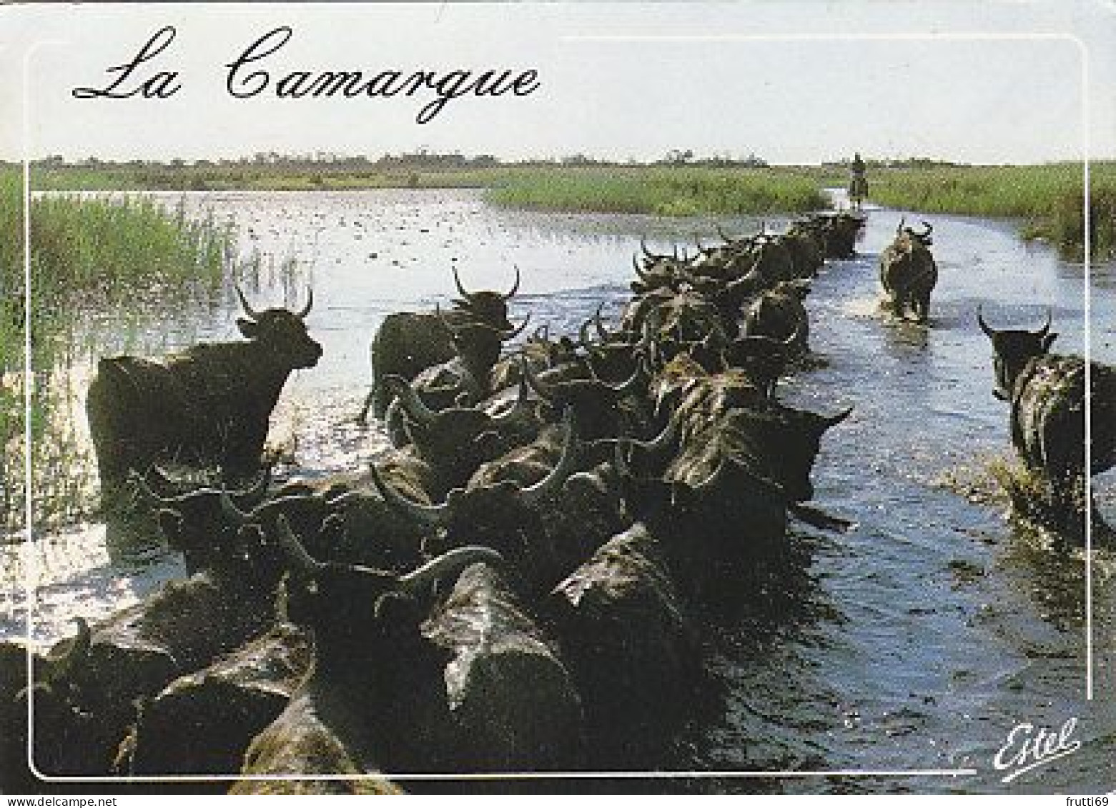 AK 188197 BULL / STIER ... - La Camargue - Taureaux