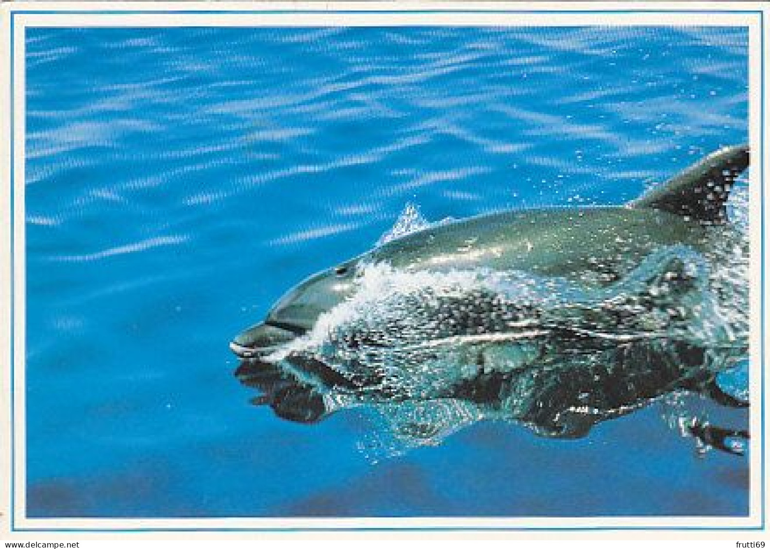 AK 188311 DOLPHIN / DELFIN - Dolphins