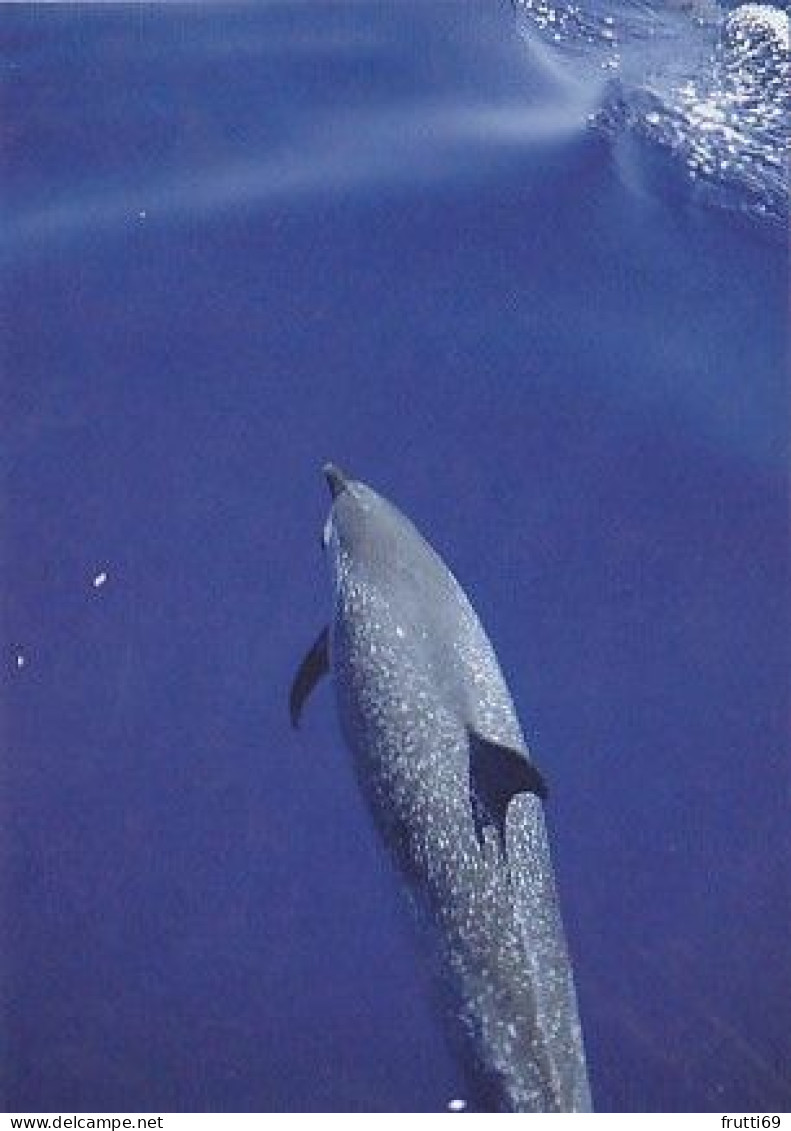 AK 188316 DOLPHIN / DELFIN - Dolphins