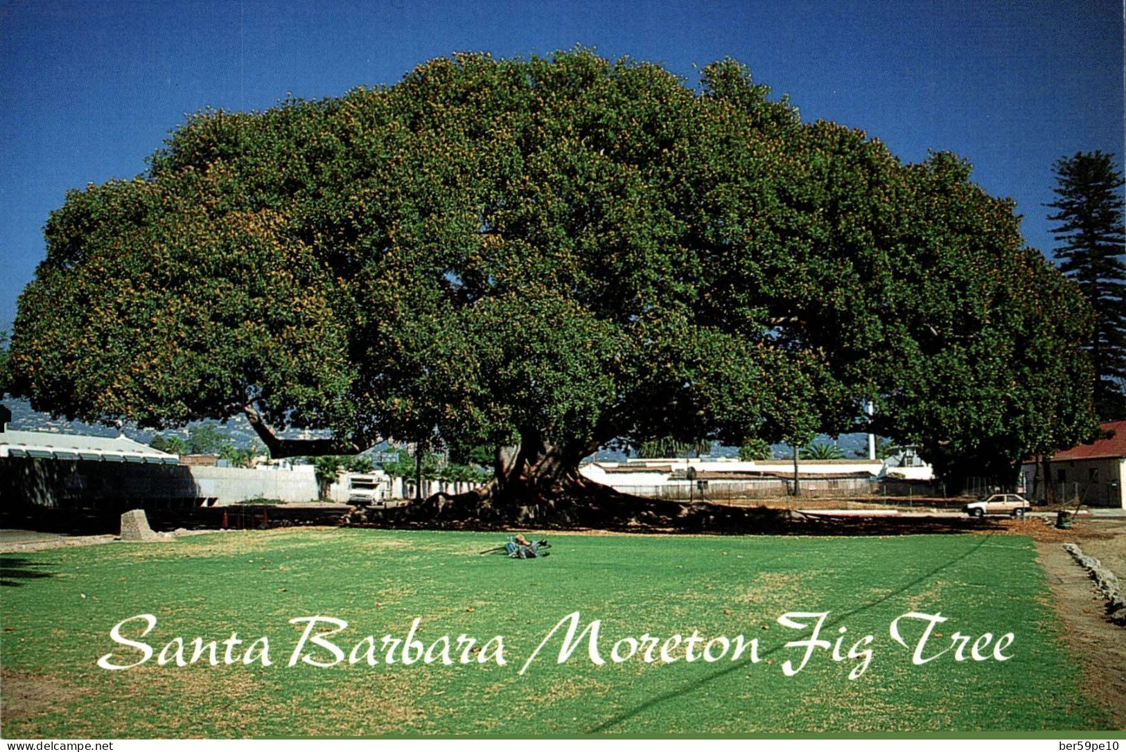 USA CALIFORNIA SANTA BARBARA'S MAGNIFICENT MORETON BAY FIG TREE - Santa Barbara