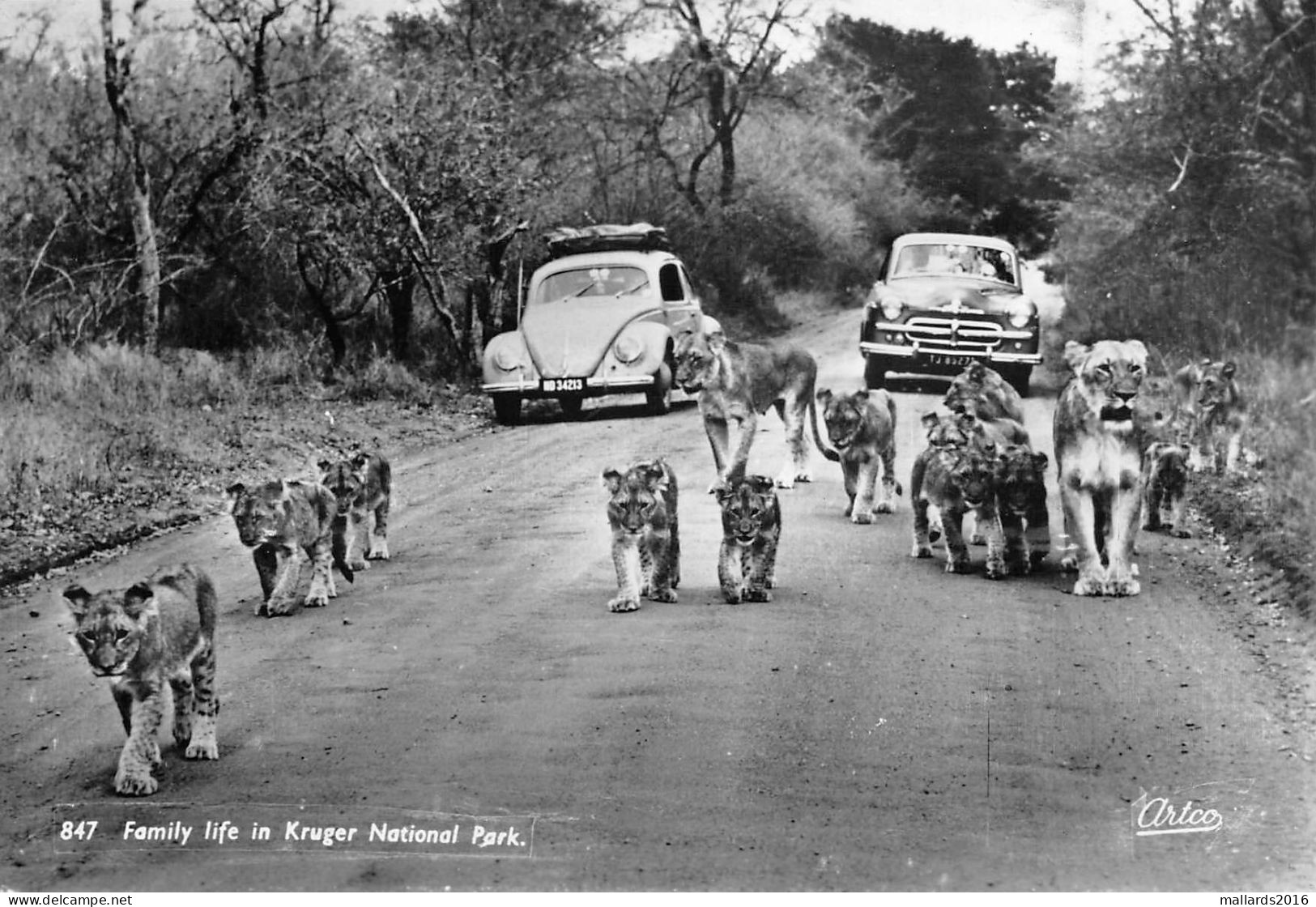 SOUTH AFRICA - ANIMALS - 5 OLD REAL PHOTO POSTCARDS #2357344 - Collections & Lots
