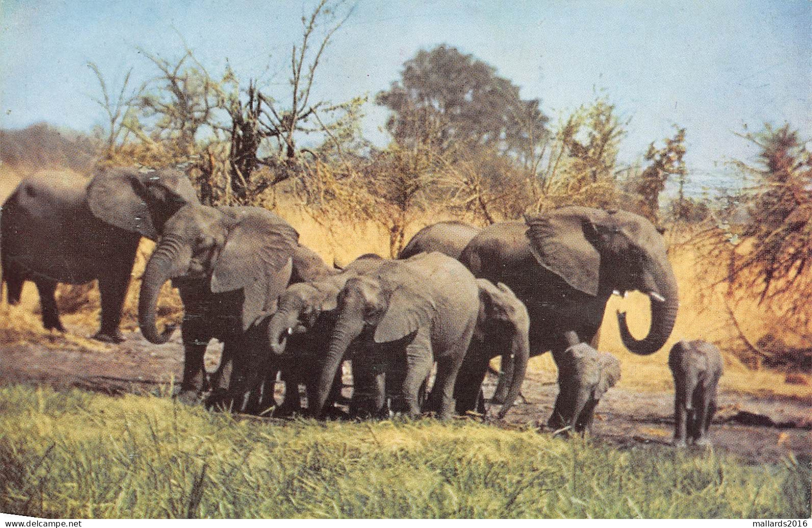 SOUTH AFRICA - ANIMALS - 5 OLD REAL PHOTO POSTCARDS #2357344 - Collections & Lots