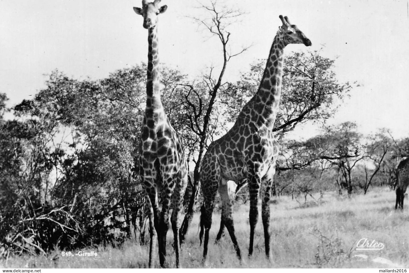 SOUTH AFRICA - ANIMALS - 5 OLD REAL PHOTO POSTCARDS #2357344