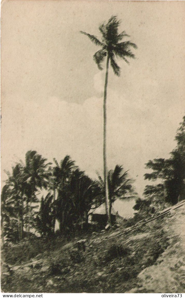 TIMOR - PORTUGUÊS - Um Coqueiro  Altissimo (LAUTEN) - Osttimor
