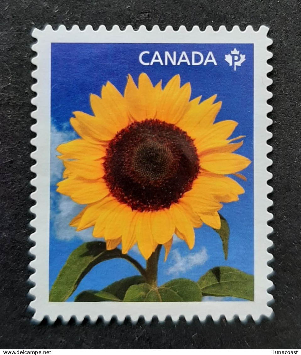 Canada  2011 MNG Sc 2444*  P  Sunflowers, No Gum - Neufs