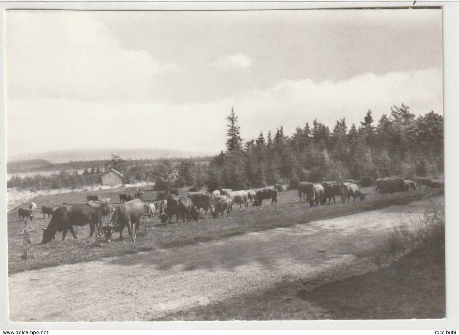 Kuhherde Am Rennsteig - Friedrichroda