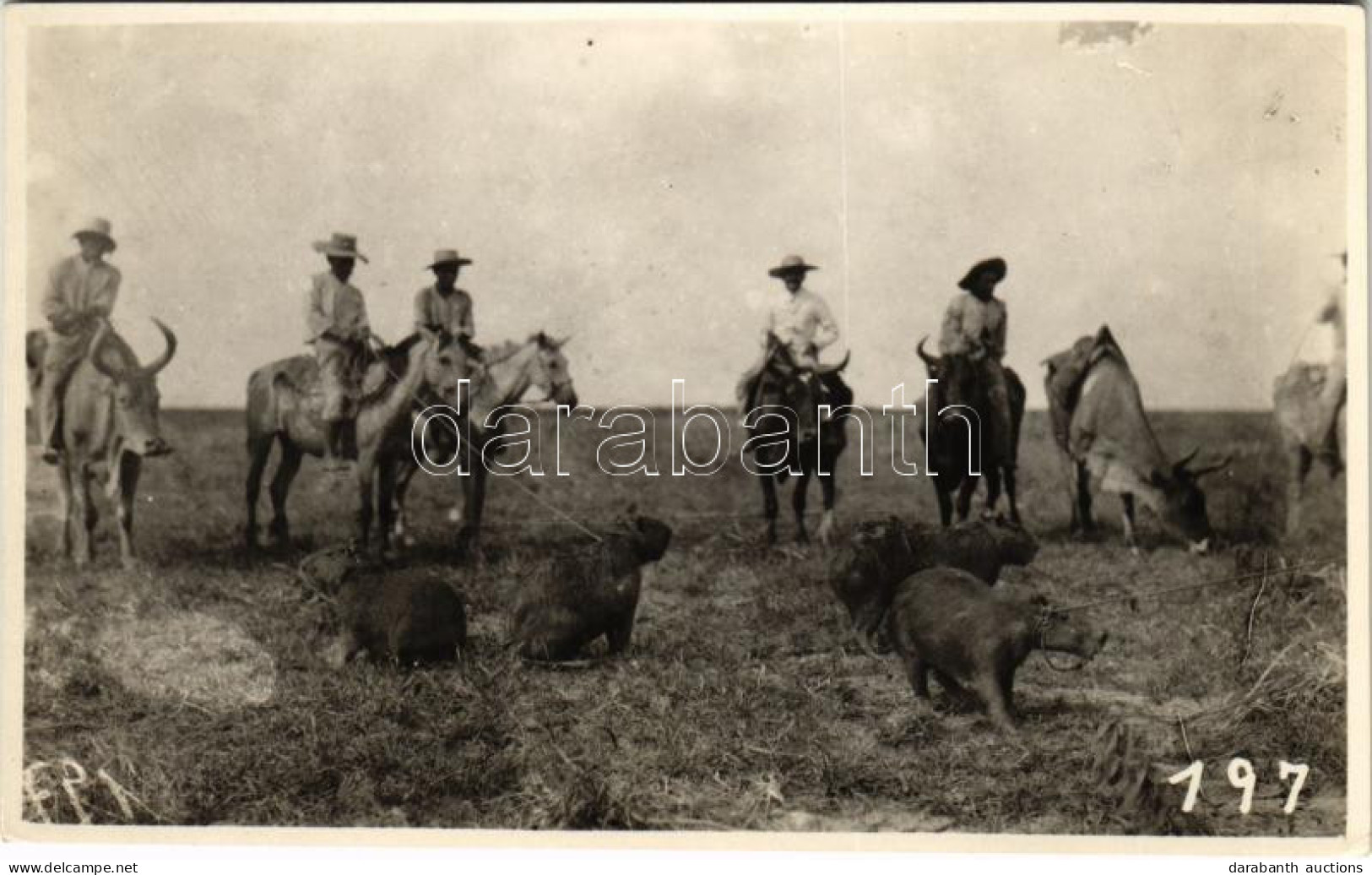 * T2 Vízidisznók / Capybaras. Photo - Non Classificati