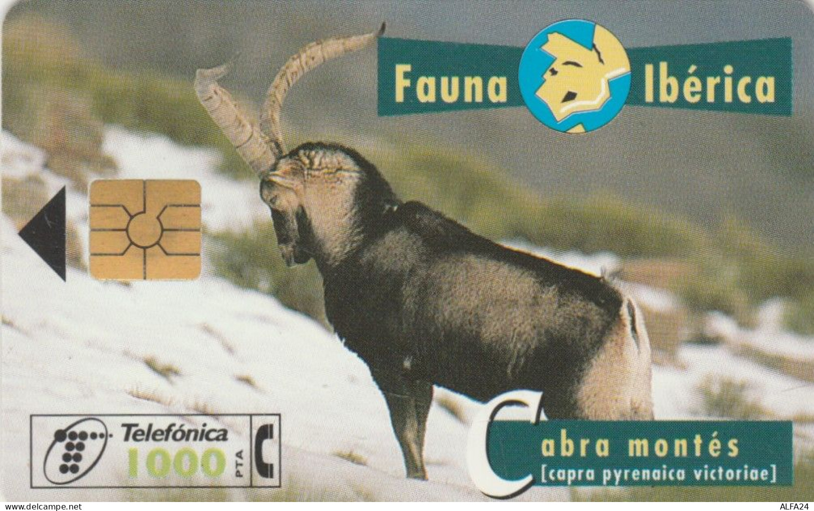 PHONE CARD SPAGNA FAUNA IBERICA (CK7068 - Basisausgaben