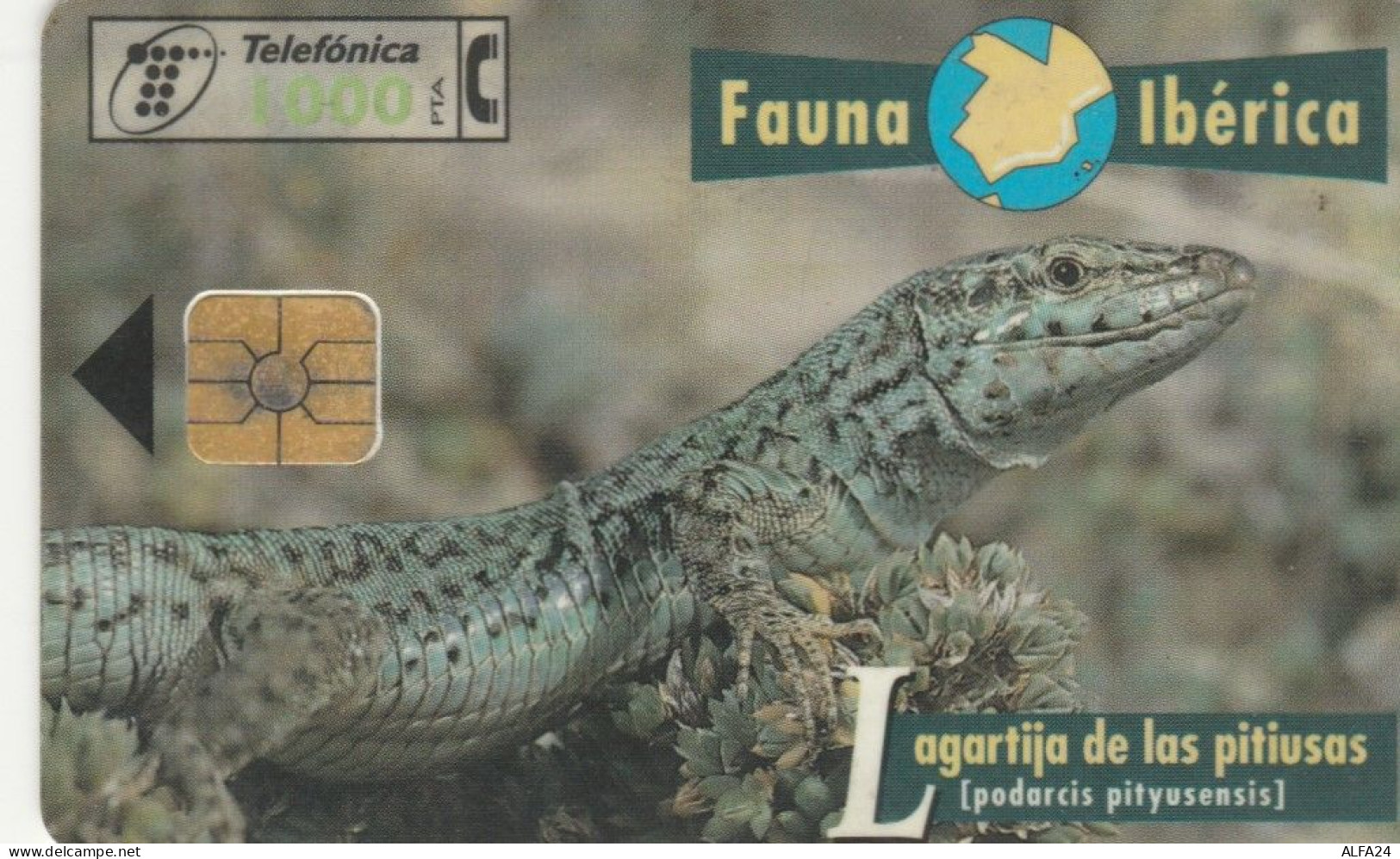 PHONE CARD SPAGNA FAUNA IBERICA (CK7240 - Emissions Basiques