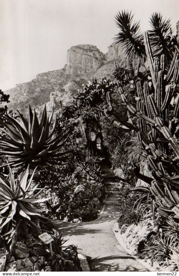 CPA JARDIN EXOTIQUE DE MONACO ALOES OPUNTIAS ET CEREUS DIVERS - Jardin Exotique