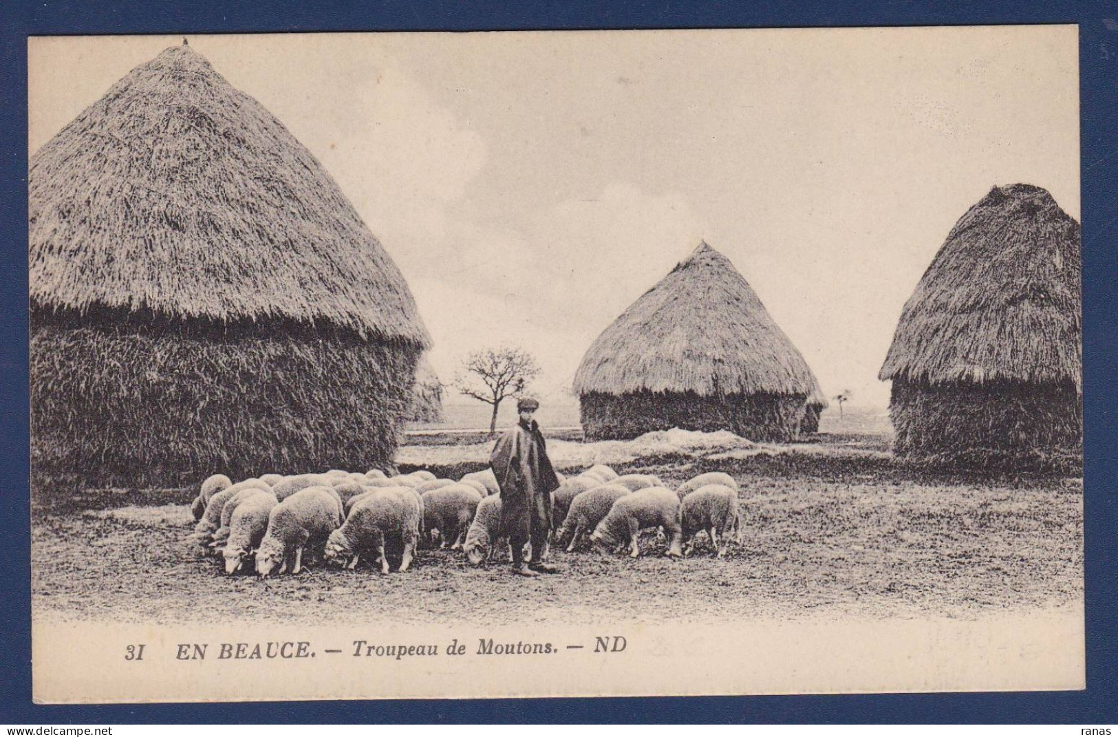 CPA Beauce Agriculture Métier Circulé En Beauce N° 31 Moutons - Centre-Val De Loire