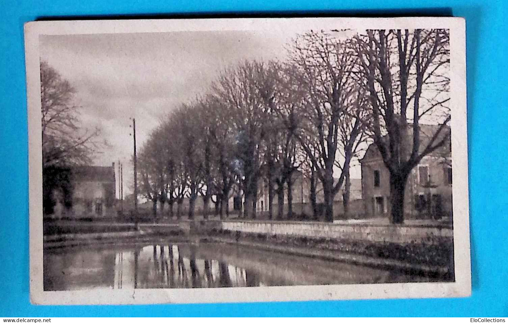 Cp, 86, MONTS SUR GUESNES, L'allée Des Marronniers, écrite 1952 - Monts Sur Guesnes