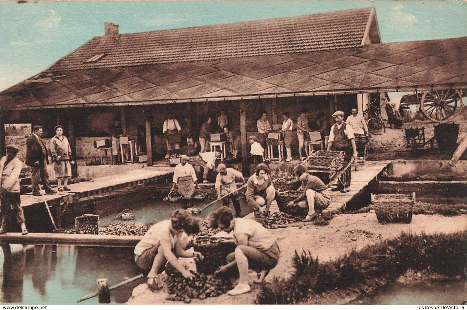 FRANCE - Marennes - Établissement Ostréicole - Fernand Sainteau - Carte Postale Ancienne - Marennes