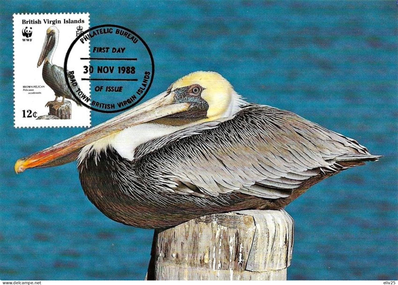 British Virgin Islands 1988, Brown Pelican - Maximum Card - Pellicani