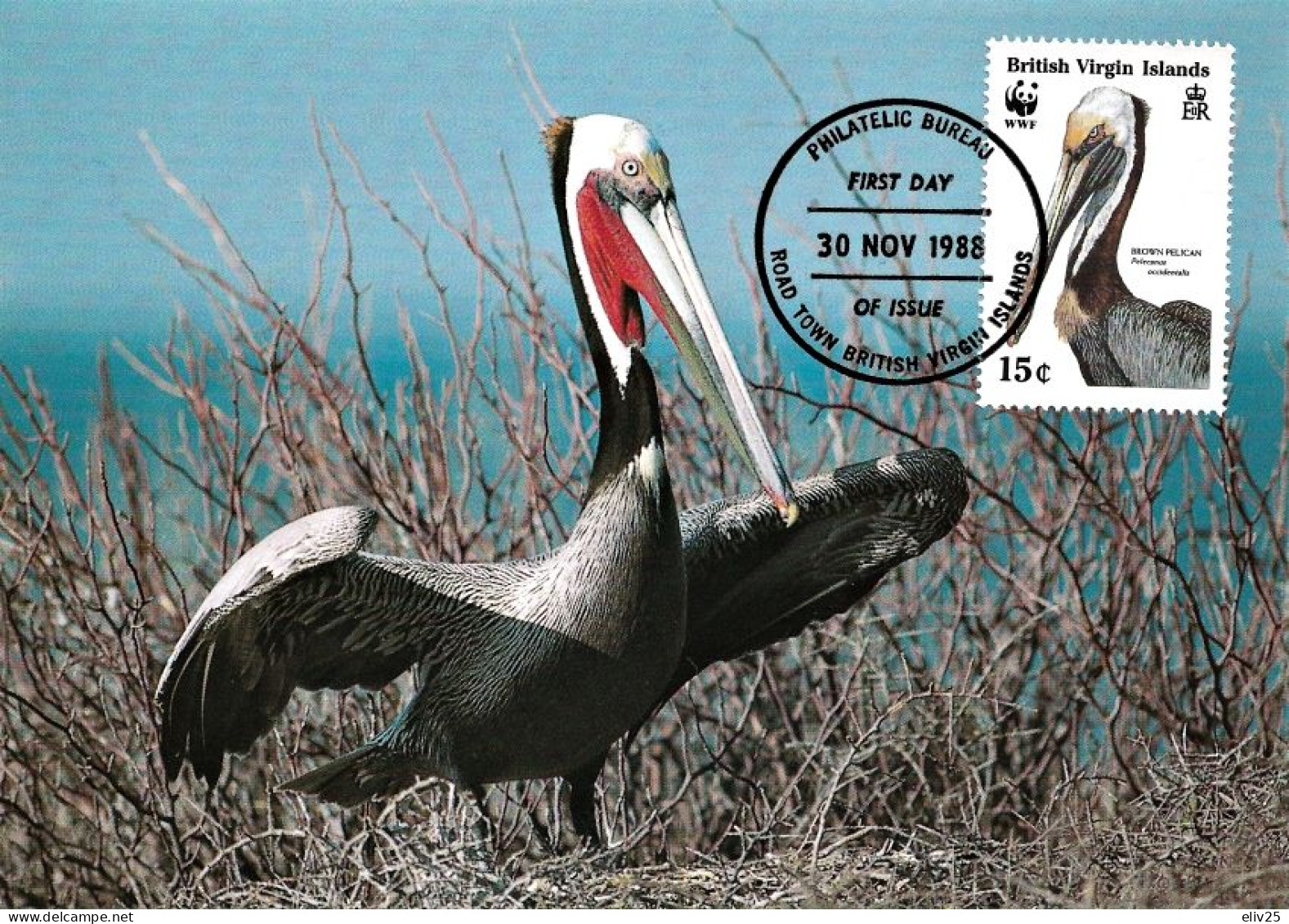 British Virgin Islands 1988, Brown Pelican - Maximum Card - Pelicans