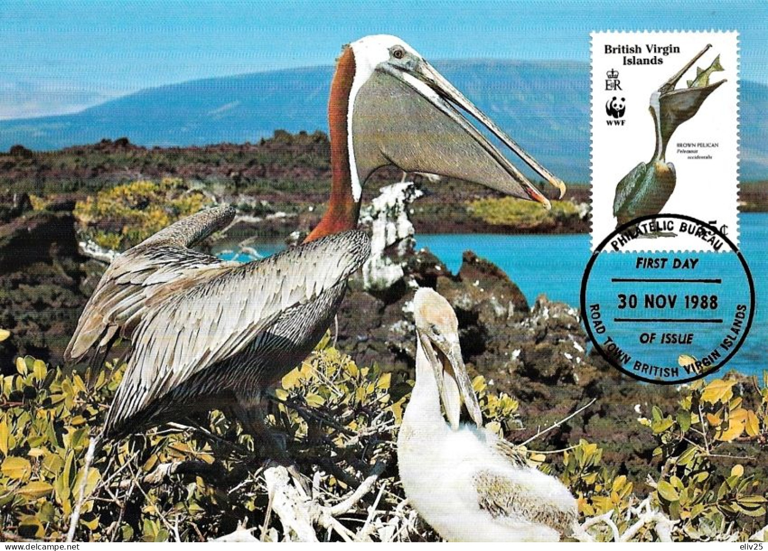 British Virgin Islands 1988, Brown Pelican - Maximum Card - Pélicans