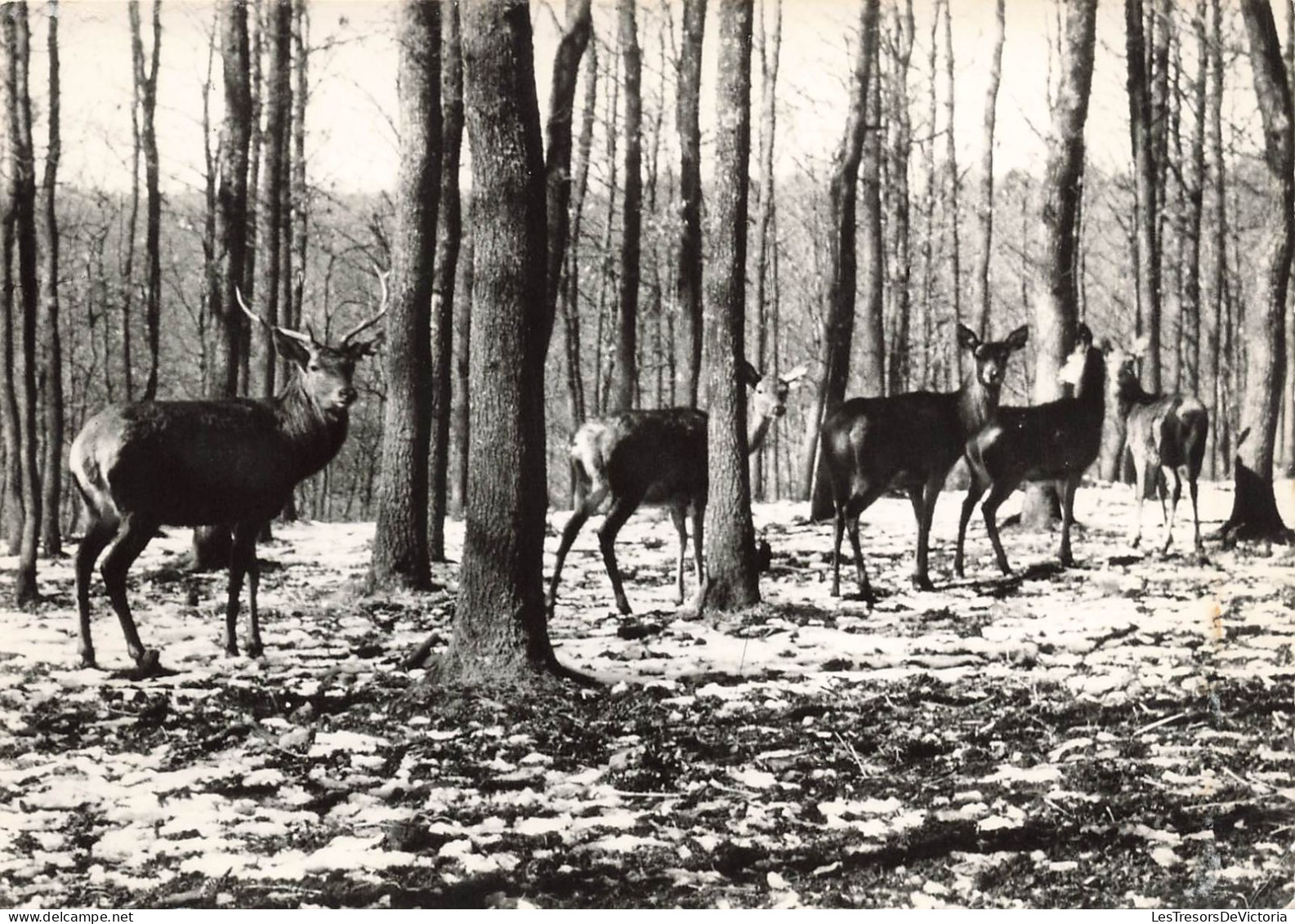 BELGIQUE - Nassogne En Ardenne - Hôtel Beau Séjour - Carte Postale - Nassogne